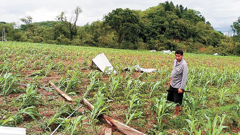 Chuquisaca. Un agricultor del municipio de Padilla muestra los cultivos afectados por precipitaciones.