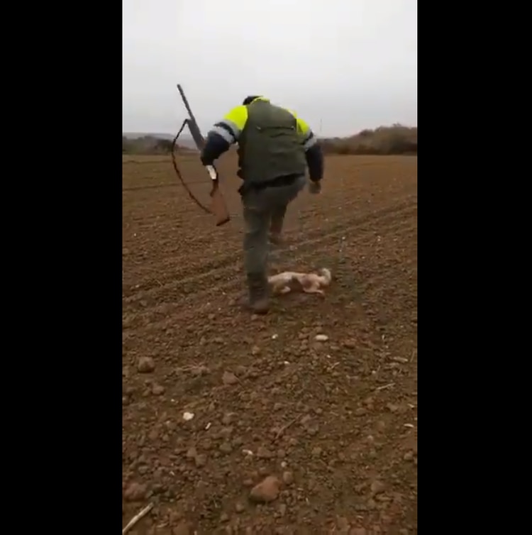 (Foto: @Twitter PACMA)