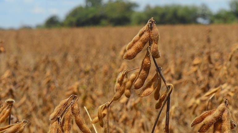 Cultivos de soya. | Foto archivo | APG