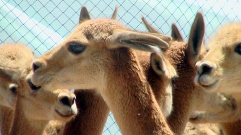 Vicuñas. | Foto archivo
