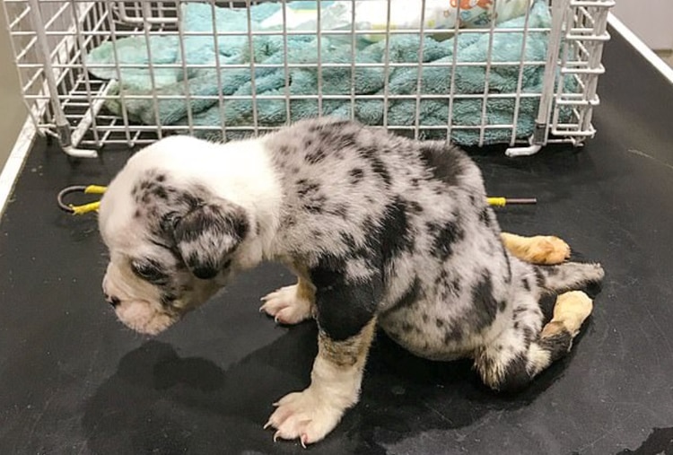 El cachorrito tenía la parte trasera de su cuerpo colapsada (Foto: Bav Media)