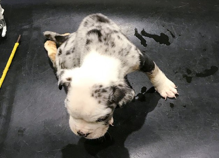 El veterinario determinó que no podía hacer nada por el cachorro, por lo que decidió dormirlo (Tomada de Bav Media)