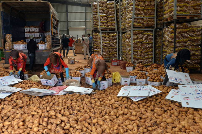 La patata, uno de los alimentos más consumidos del mundo (EFE/Wael Hamzeh)