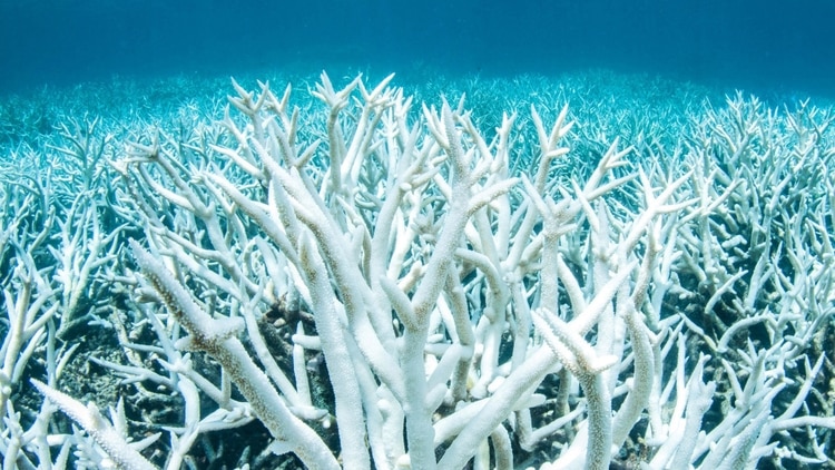 La barrera coralina australiana es uno de los ecosistemas afectados por el cambio climático.