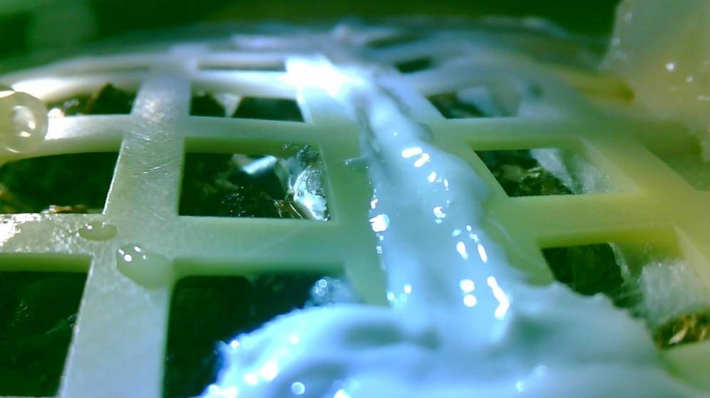 Foto: Muere la semilla de algodÃ³n que se convirtiÃ³ en la primera planta lunar