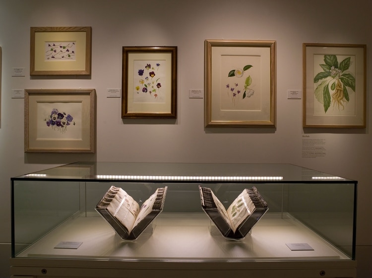 Interior de la Galería de Arte Botánico Shirley Sherwood © RBG Kew