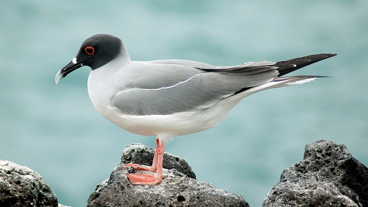 Gaviota nocturna de las Islas Galápagos