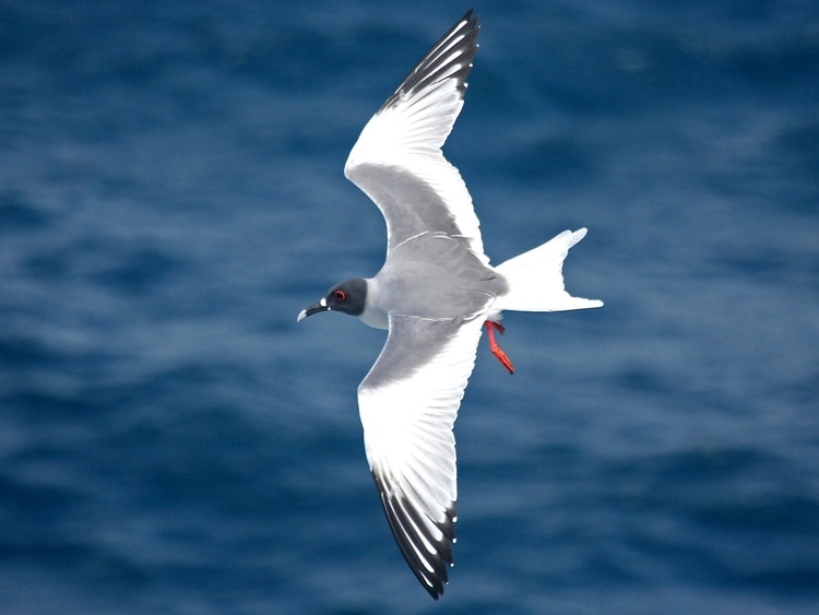La gaviota nocturna de las Islas Galápagos