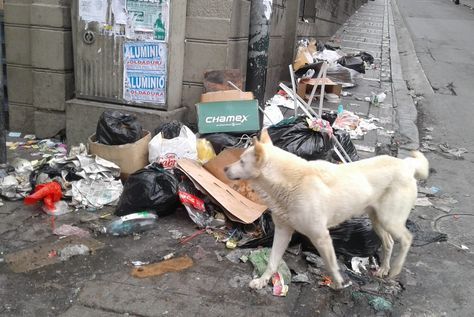 Un perro en medio de la basura botada en el centro de la ciudad de La Paz.