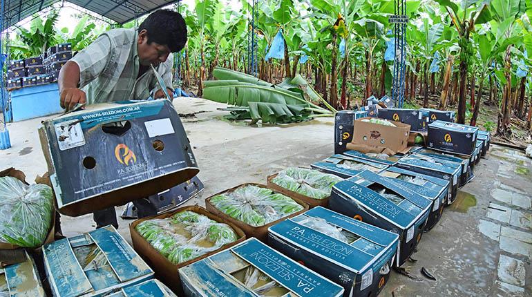 Plátano de exportación afectado por las inundaciones en Chapare. | Carlos López