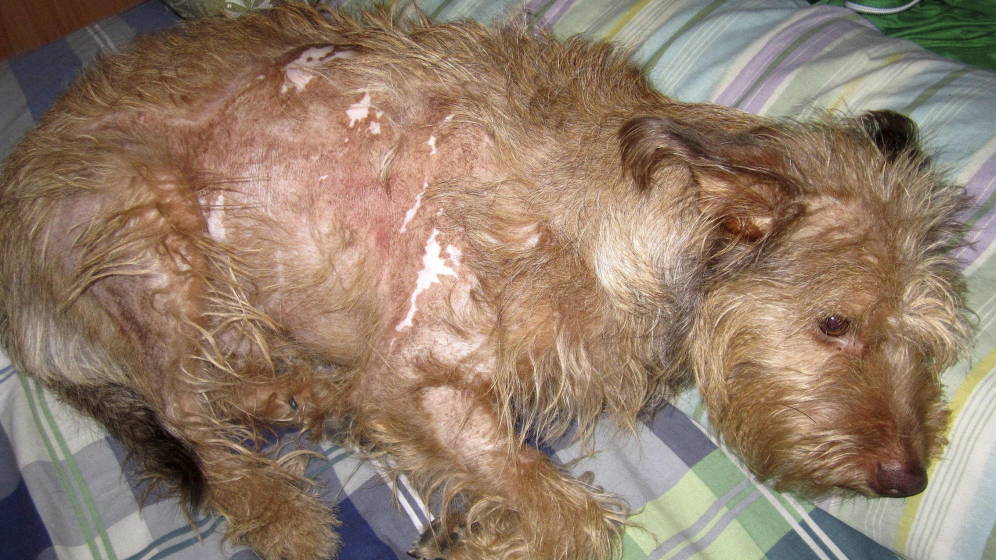 Foto: El maltrato y la crueldad animal serán perseguidos federalmente en Estados Unidos (EFE)