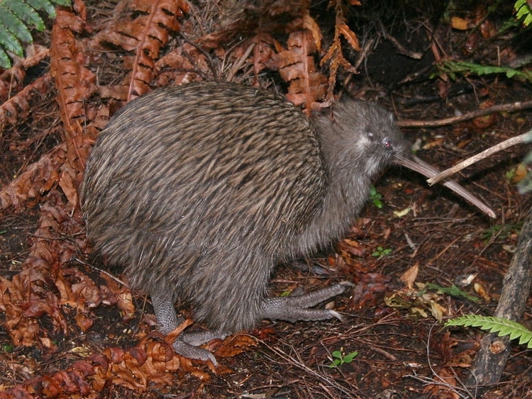 Para proteger el kiwi o apteryx, Nueva Zelanda eliminará a sus depredadores no nativos. (Glen Fergus/Wikipedia)