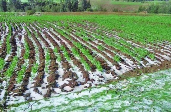 Gobernación de Tarija registra más de 30 familias afectadas por granizo en Padcaya