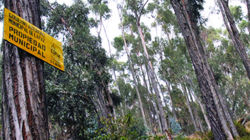 Manada paceña viola a joven en  bosquecillo de Pura Pura