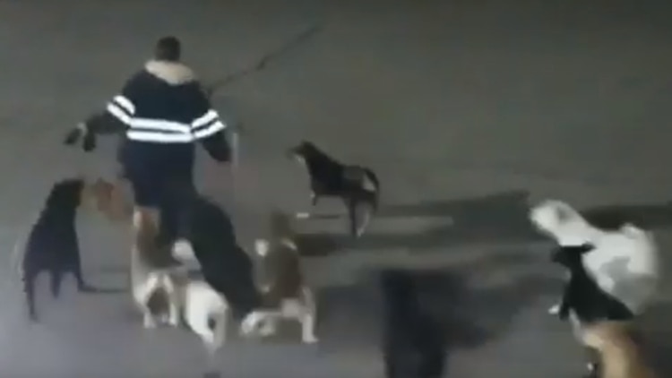 En el video sólo es posible ver a la mujer corriendo con los perros detrás, pero no se observa el momento del ataque (Foto: Captura de pantalla)