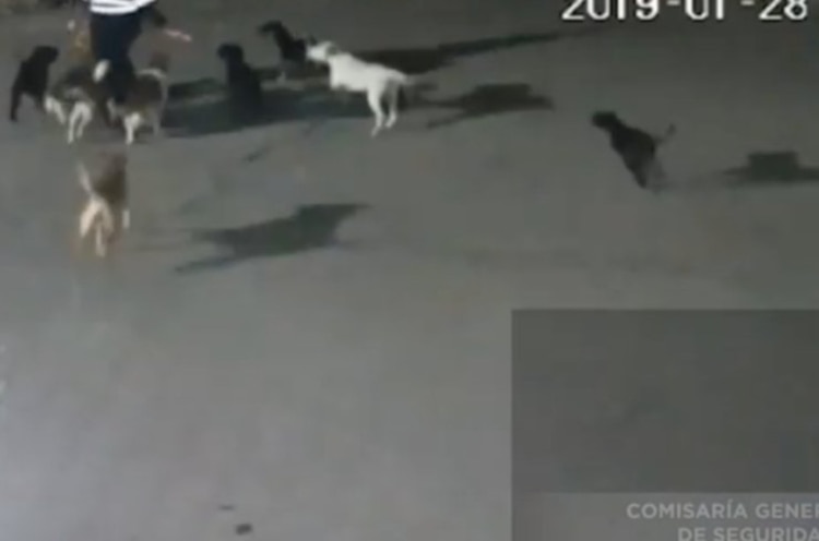 Los perros no serán sacrificados (Foto: Captura de pantalla)