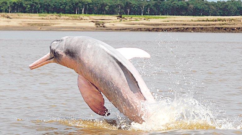 Los bufeos. | Foto archivo | educa.com.bo