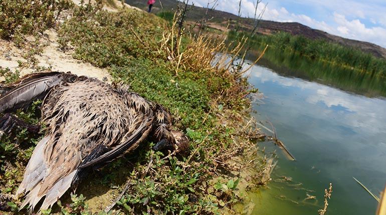 Uno de los patos que fue encontrado muerto a orillas de la laguna de Quenamari. | Daniel James