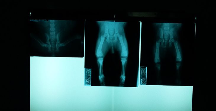 radiografía de un animal