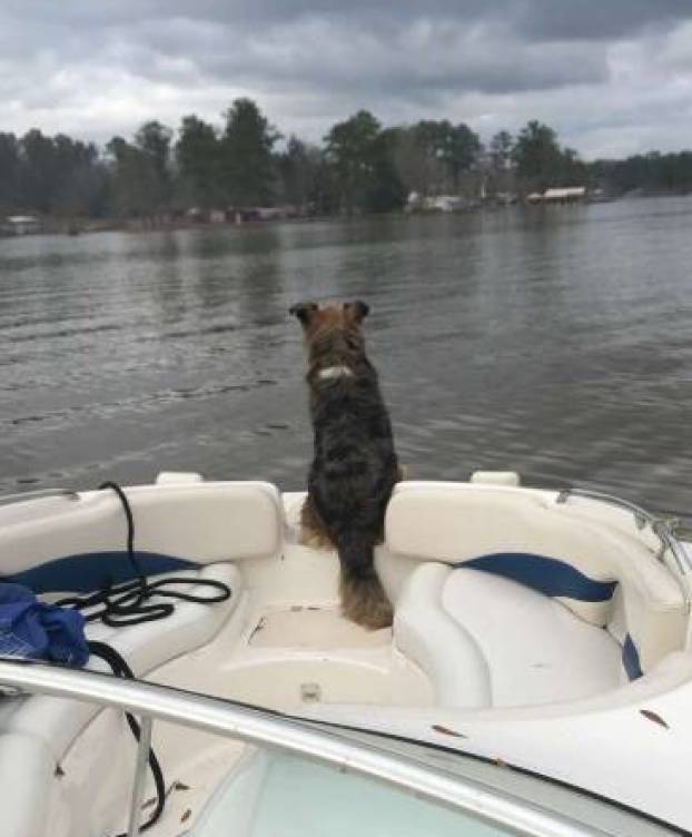 Foto: Lola, la perra que encontrÃ³ Brooks.