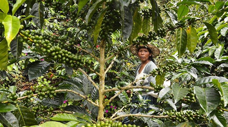 Una de las pocas plantaciones de café en Villa Tunari. | LOS TIEMPOS