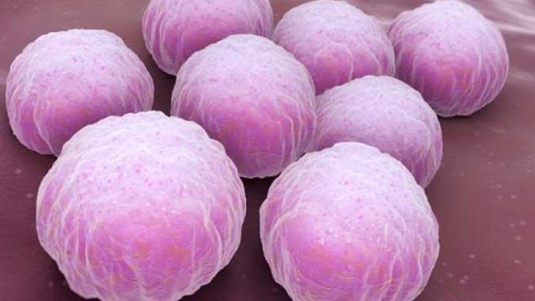 La clamidia es una bacteria que forma parte de las Enfermedades de Transmisión Sexual (ETS)