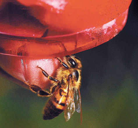 Una abeja bebe extracto de canela.