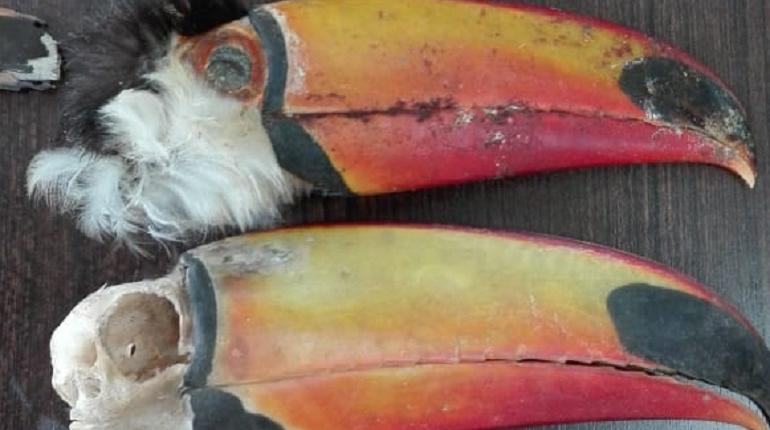 Picos de tucán decomisados. | Alcaldía Cercado