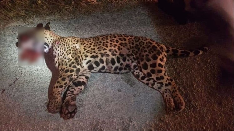 Se encontraron más de 20 perdigones que cazadores le habían disparado a la hembra jaguar, por lo que estaba gravemente herida Foto: (Twitter)