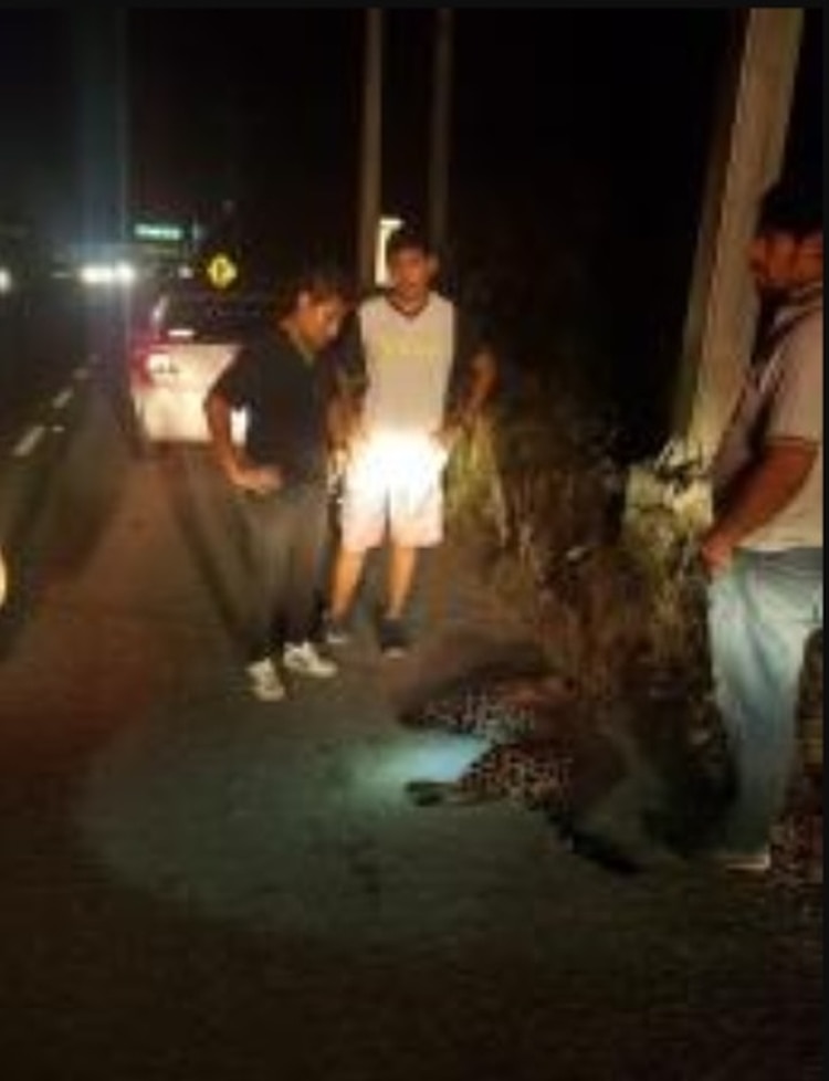 El felino fue encontrado a las 9 de la noche del domingo, ya estaba herida cuando fue atropellada Foto: Facebook