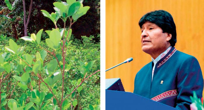 Presidente Evo Morales en la sesión de la Comisión de Estupefacientes de la Organización de Naciones Unidas (ONU), realizado en Viena, Austria, habló del modelo antidroga y de los cultivos de coca.