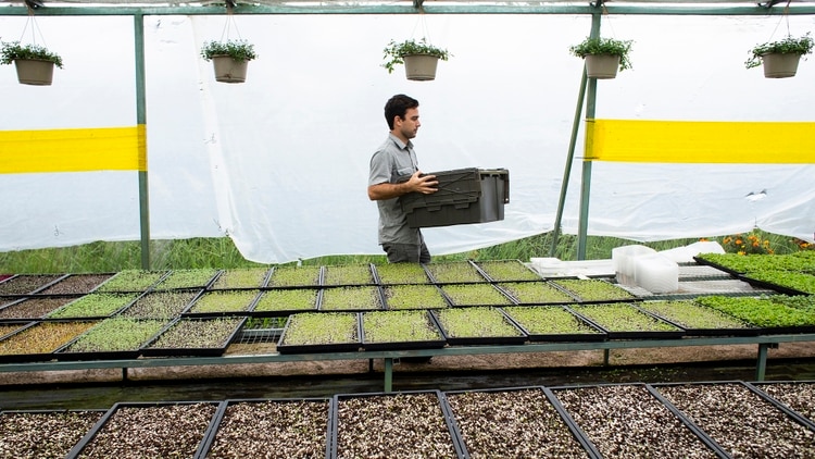 Gabriel Mejía Lugo, quien cultiva hierbas y vegetales, ha reconstruido después de perder todas las plantas de su granja debido al huracán María. Credit Érika P. Rodríguez para The New York Times