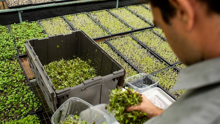 Ingredientes como el microcilantro, flores comestibles y flores de calabaza son populares con los chefs en los hoteles y restaurantes de alta gama de la isla. Credit Érika P. Rodríguez para The New York Times