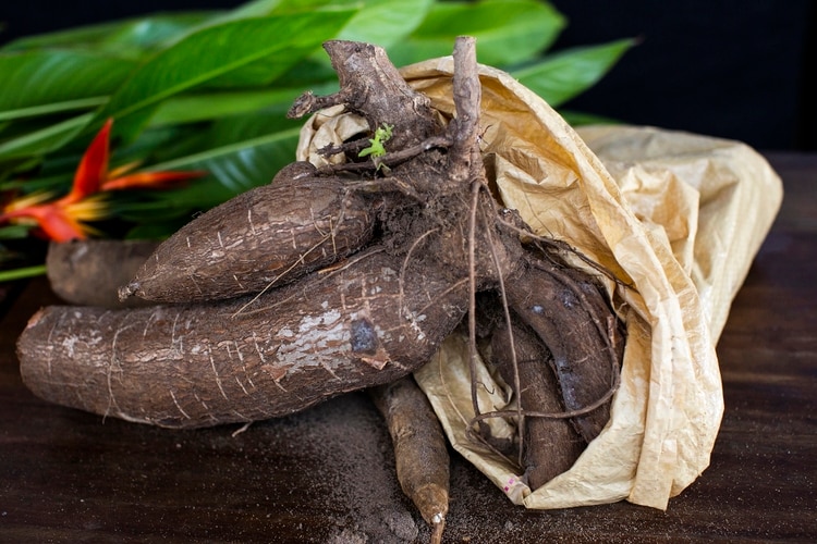 Chefs y agricultores están llevando vegetales de raíz tradicionales como batatas, malanga, ñame y yuca (en la imagen) a los menús de los restaurantes. Credit Érika P. Rodríguez para The New York Times
