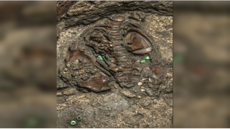 Esqueleto del niño, al que le colocaron dos orejeras rectangulares de madera, un artefacto de pirita, cinco cuentas de piedra verde que pendían de su cuello, posiblemente de jadeíta traída desde Guatemala, y otras cuentas de color azul hechas con un material desconocido (Foto: INAH)