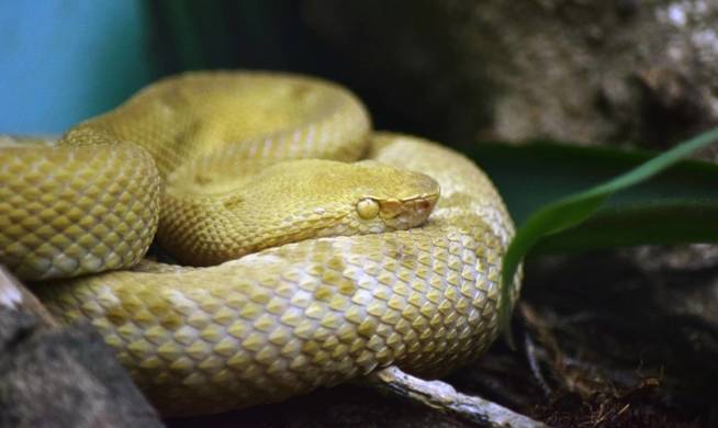Botrophs Insularis, una de las especies de serpiente mÃ¡s venenosas del mundo. (CC)