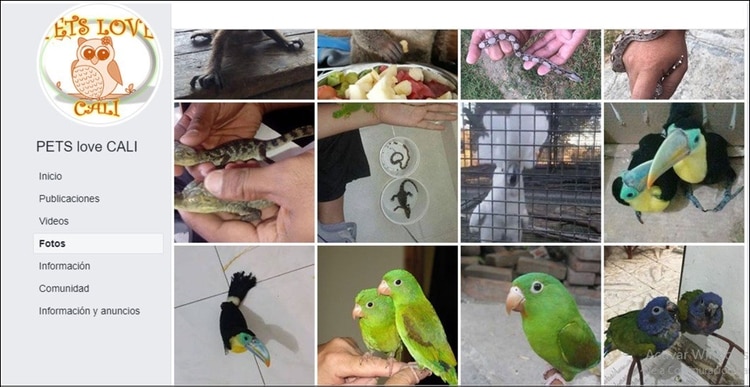 Este es el perfil de Facebook usado por la banda delincuencial para comercializar los animales silvestres.