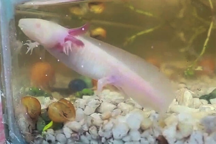 En el allanamiento fueron encontrados alojotes como el de la foto, que es una especie de anfibio proveniente de México.