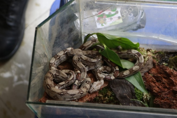 Los animales quedaron bajo supervisión de autoridades ambientales para iniciar un proceso de recuperación y rehabilitación.