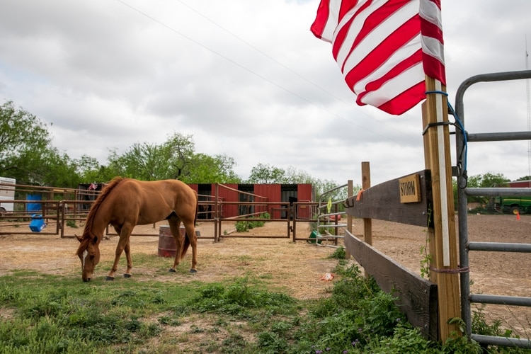 Un caballo pasta en una granja ubicada al sur de la valla fronteriza, pero al norte del río (y la verdadera frontera). (Ilana Panich-Linsman/The New York Times)