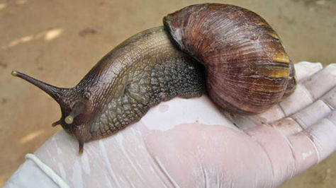 Caracol africano mide aproximadamente 20 centímetros y es considera una plaga.