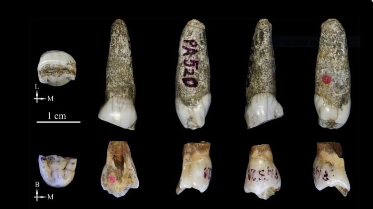 Las cuatro piezas dentales que se encontraron en Tongzi no se ajustan al H. erectus ni al Neandertal. (Song Xing/Instituto de Paleontología de Vertebrados y Paleoantropología de China)