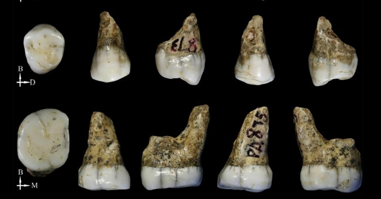 Los cuatro dientes hallados en Tongzi fueron estudiados con microtomografías computadas. (Song Xing/Instituto de Paleontología de Vertebrados y Paleoantropología de China)
