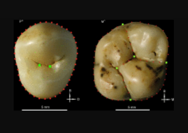Los investigadores no logran ubicar estos fósiles en una especie o subespecie conocida. (Song Xing/Instituto de Paolontología de Vertebrados y Paleoantropología de China)