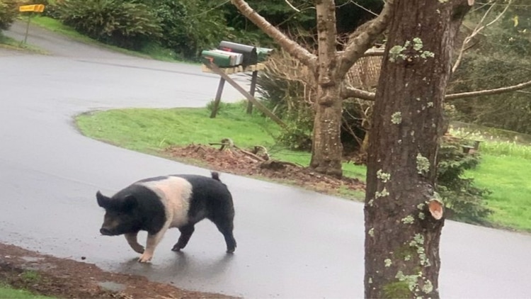 Princesa se alejó unos cuantos metros de su casa ( Foto: Lost Coast Post)