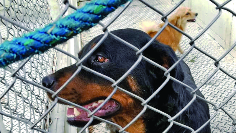 Encarcelan a dos mujeres por casos relacionados con perros