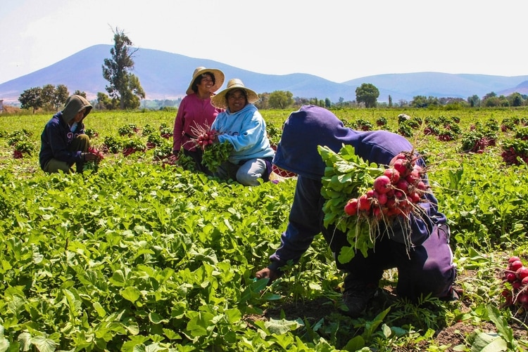 Agricultores y campesinos, pueden estar expuestos a químicos dañinos. (Foto: Cuartoscuro)
