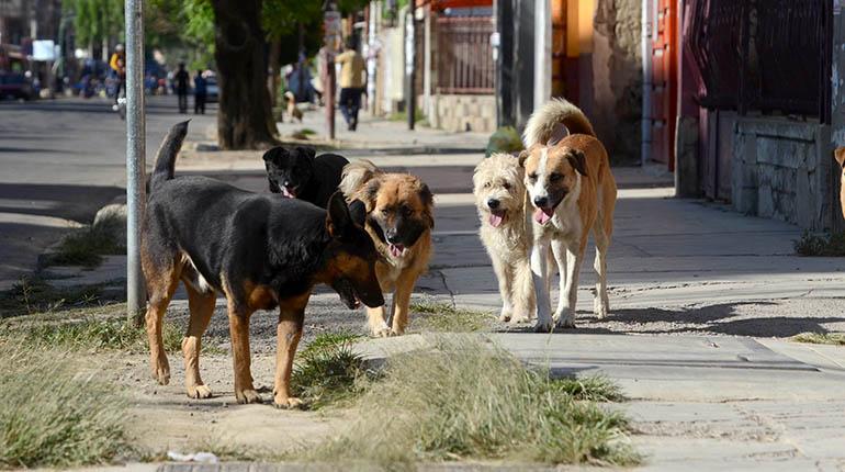Perros callejeros caminando en la avenida Oquendo, ayer. | Martín Numbela