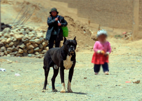 Perros callejeros en la ciudad de El Alto. 