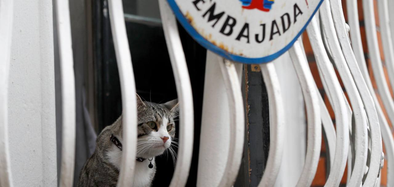 El gato James no estaba en la embajada de Ecuador cuando Julian Assange fue detenido